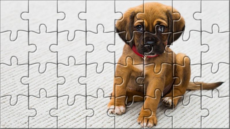 cachorros en adopción