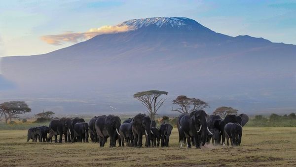 kilimanjaro