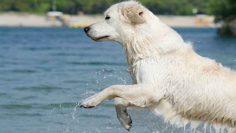 cuanto cuesta mantener un perro adulto