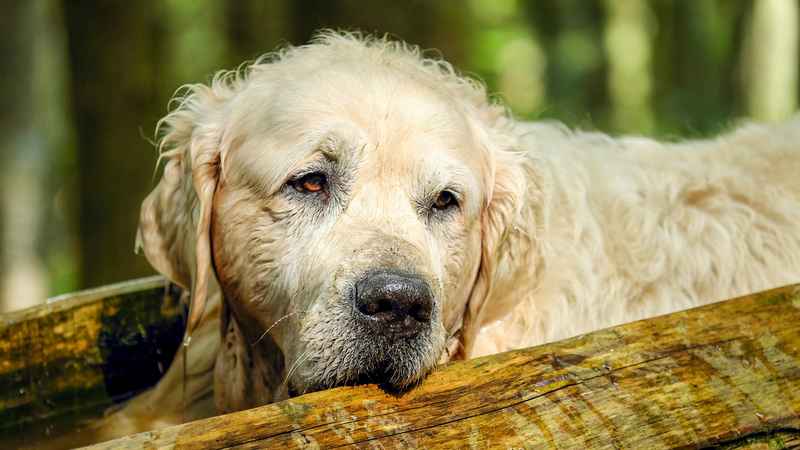 mantenimiento perro viejo